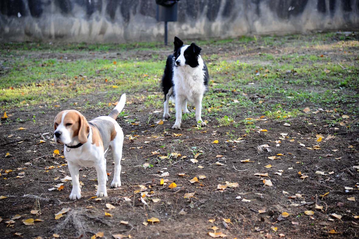Una nuova area di sgambamento al Parco del Mercatello